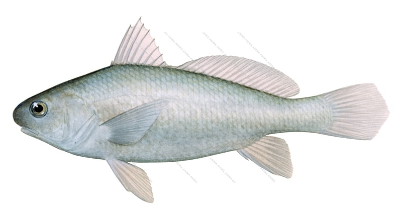 Snubnose Croaker