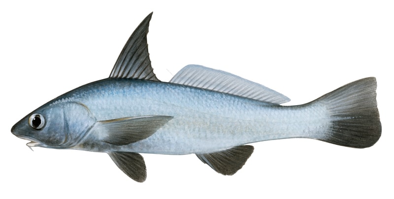 Afish illustration on white background of the Highfin Kingcroaker, lateral view with a long displayed black dorsal fin, its body is blue and silver.