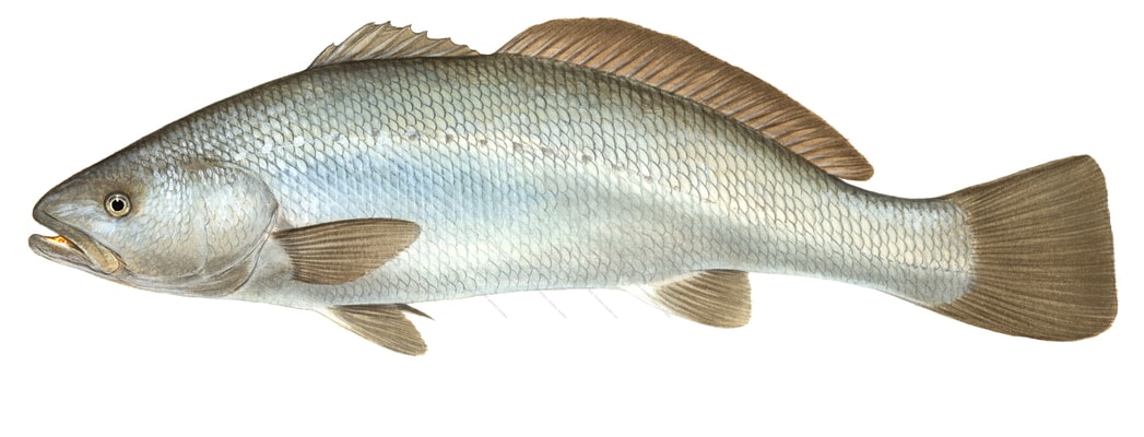 accurate illustration of the Meagre, on white background, side view with its light brown fins and grey and silver body colours.