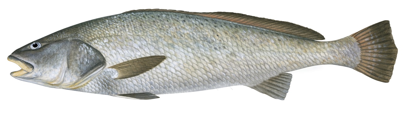Realistic, accurate illustration of a Black Jewfish on white background, side view with its grey colour body.