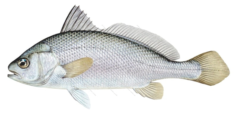 An Illustration of a Silver Jewfish, also known as a Croaker, with a white and silver colour scheme and a erected fin on the topo fits back. it has a pointed caudal fin.