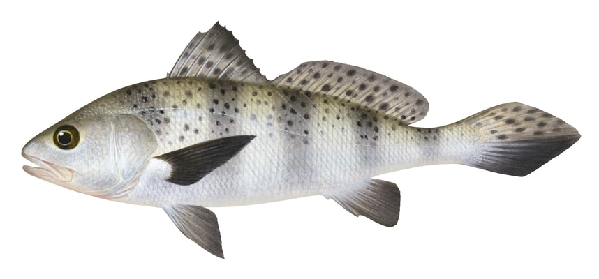 Scientific illustration of the Black Jewfish showing lateral view of a juvenile on white background with black spots on dorsal fin and its pointed caudal fin.