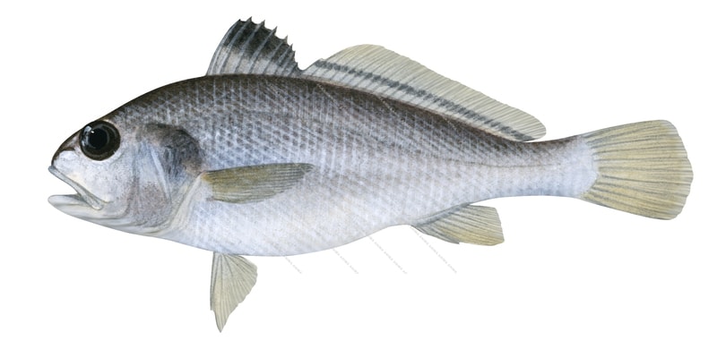 River Jewfish