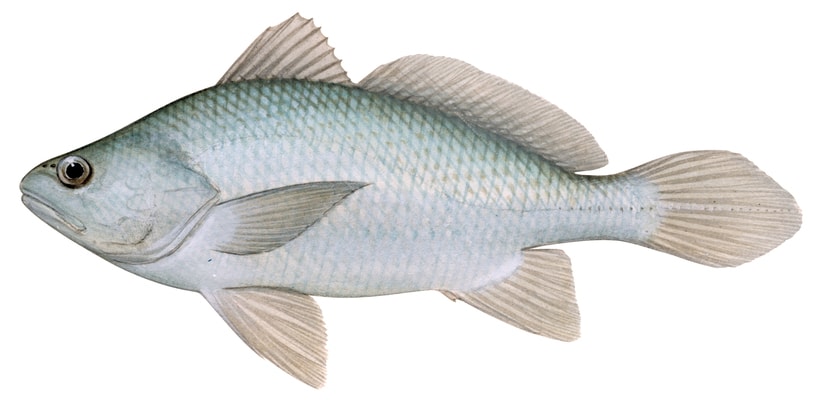 Hollow Stardrum