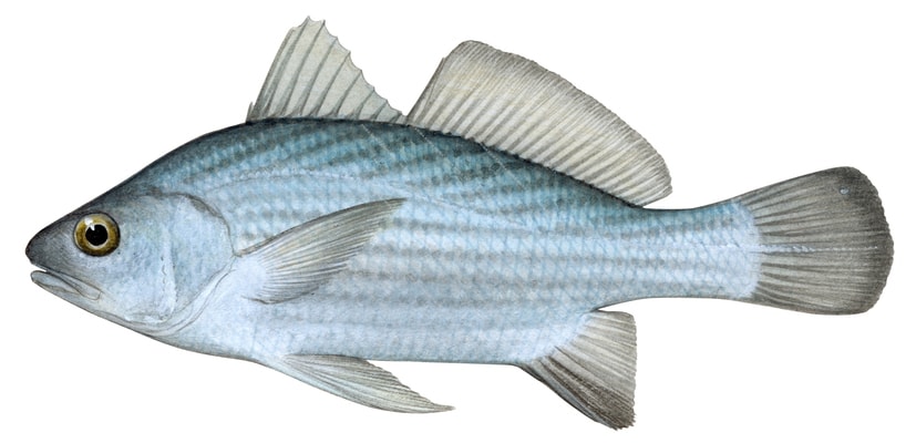 Shortnose Stardrum