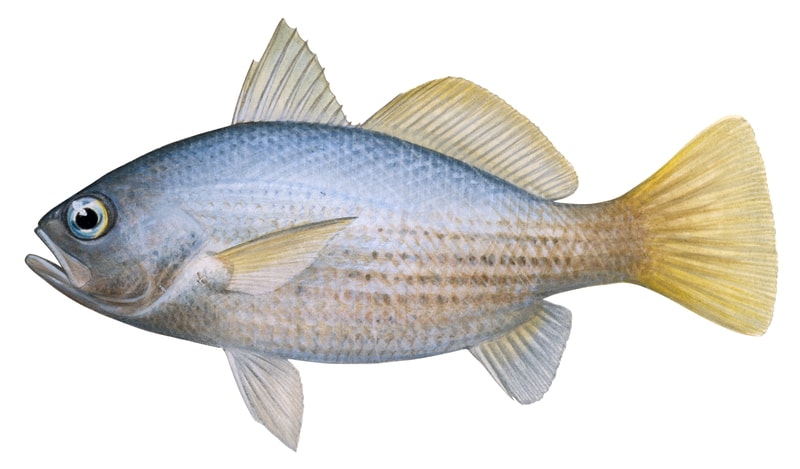 realistic illustration of the Vacuocua on white background, side view with a blue back and yellow square caudal fin.