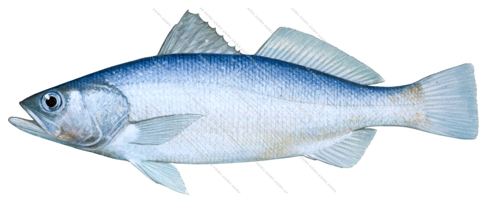 Stolzmann's Weakfish