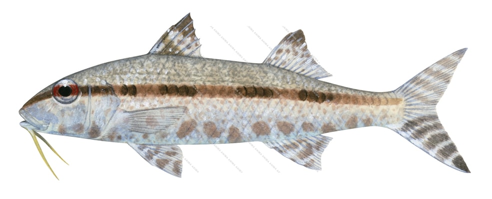 Bartail Goatfish