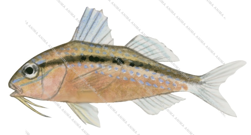 Bluespotted Goatfish Juvenile