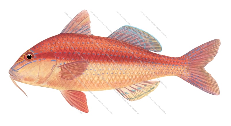 Bluespotted Goatfish
