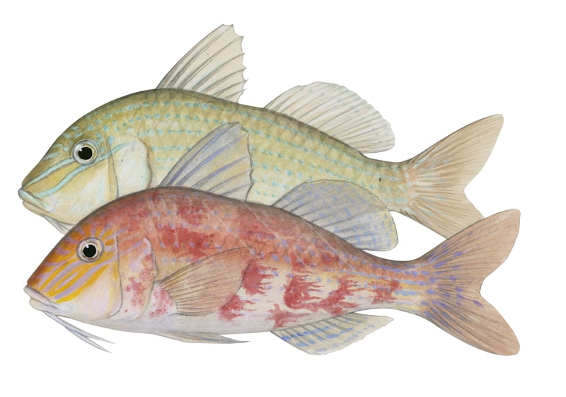 Bluestriped Goatfish, variable Color