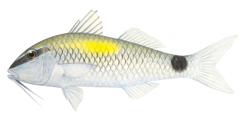 Yellowspot Goatfish,accurate illustration