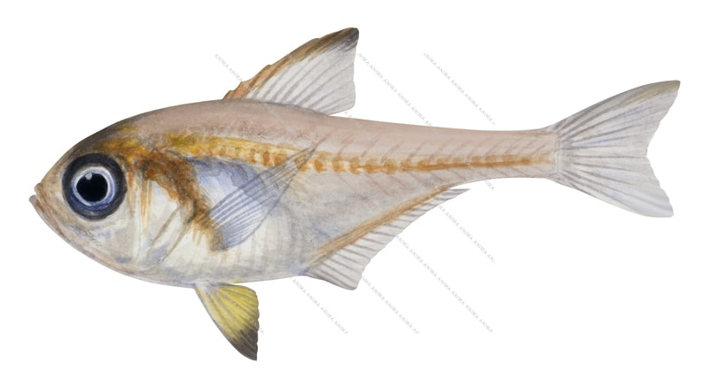 Common Bullseye, Juvenile