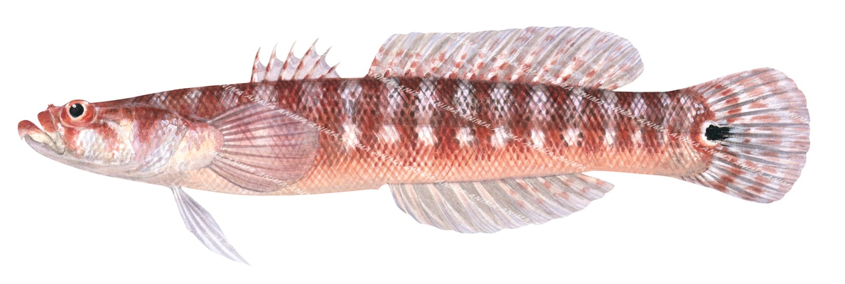 A scientific illustration of the Bullseye Wriggler, lateral view, white background mainly red and pink colour.