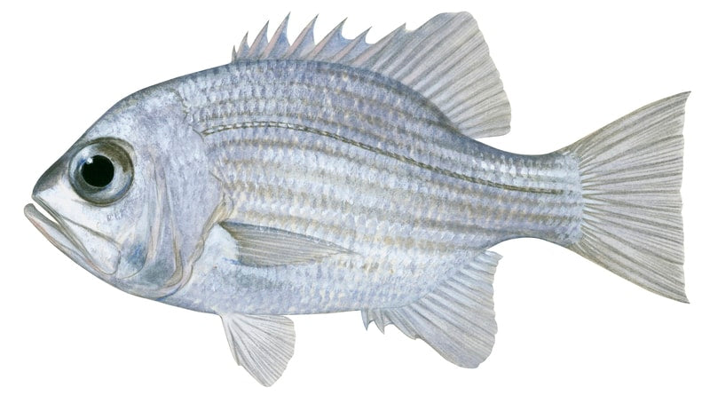 Fish illustration on white background of the Northern Pearl Perch, side view, grey colour body and big eye.