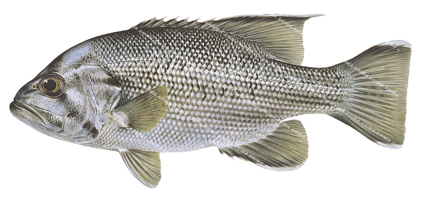 Realistic illustration of the West Australian Dhufish. The Dhufish has silver and dark grey colouring with vertical black stripes on its head only, capturing the detailed underwater style of roger swainston.
