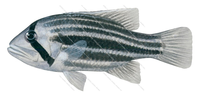 Scientific illustration of the juvenile West Australian Dhufish, side view on white background with it silver colour and black horizontal stripes body