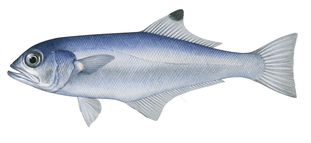 High Res Marine image of the Beach Salmon,Leptobramis mulleri