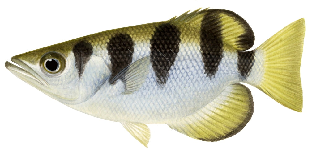Banded Archerfish, Toxotes jaculatrix high quality accurate illustration