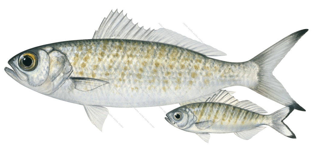 Illustration of an adult and a juvenile Australian Herring, with a white and silver colour scheme and black tips to the fins, side view, shite background.