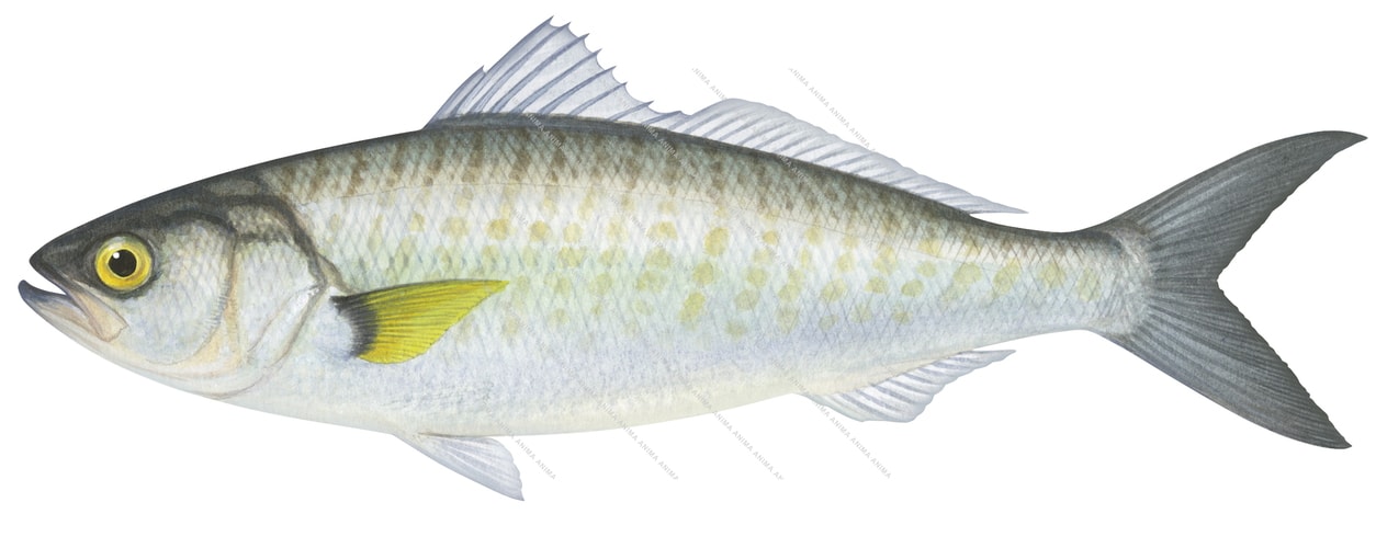 An accurate illustration of the juvenile Western Australian Salmon, The Salmon has silver and yellow colouring with vertical fainted stripes capturing the detailed underwater style of roger swainston.