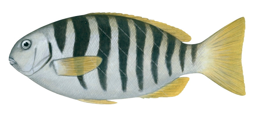 Zebra Fish