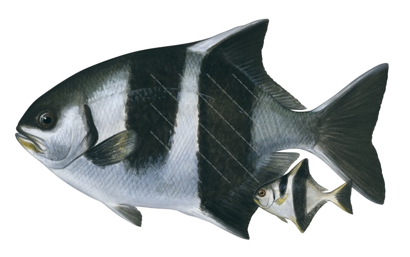 Banded Sweep, Adult and Juvenile