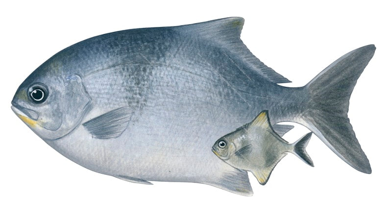 Sea Sweep Adult and Juvenile