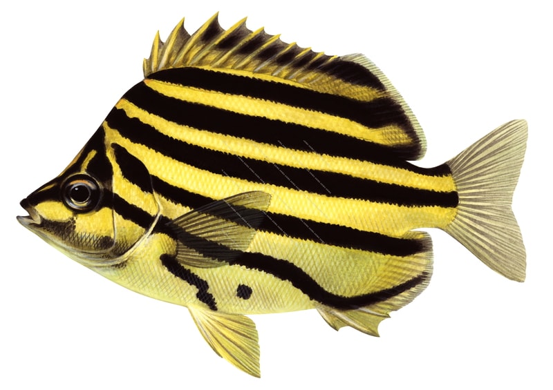 illustration on white background of the Stripey, side view