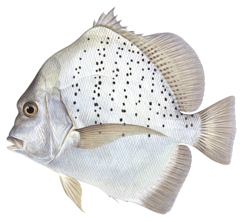 High Resolution scientific fish image of the Sicklefish,Drepane punctata