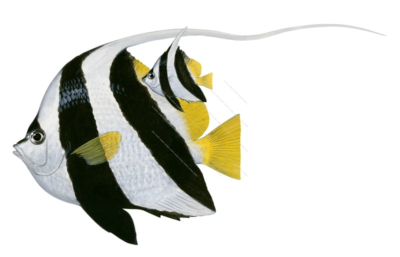 Schooling Bannerfish Adult and Juvenile