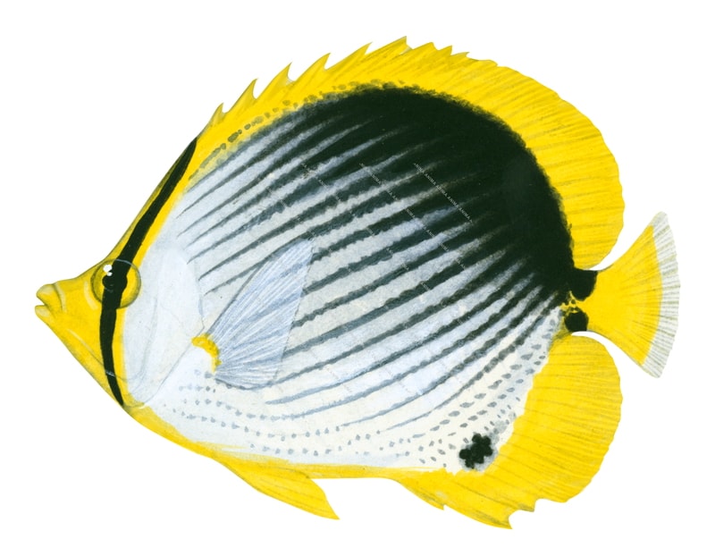 Blackback Butterflyfish