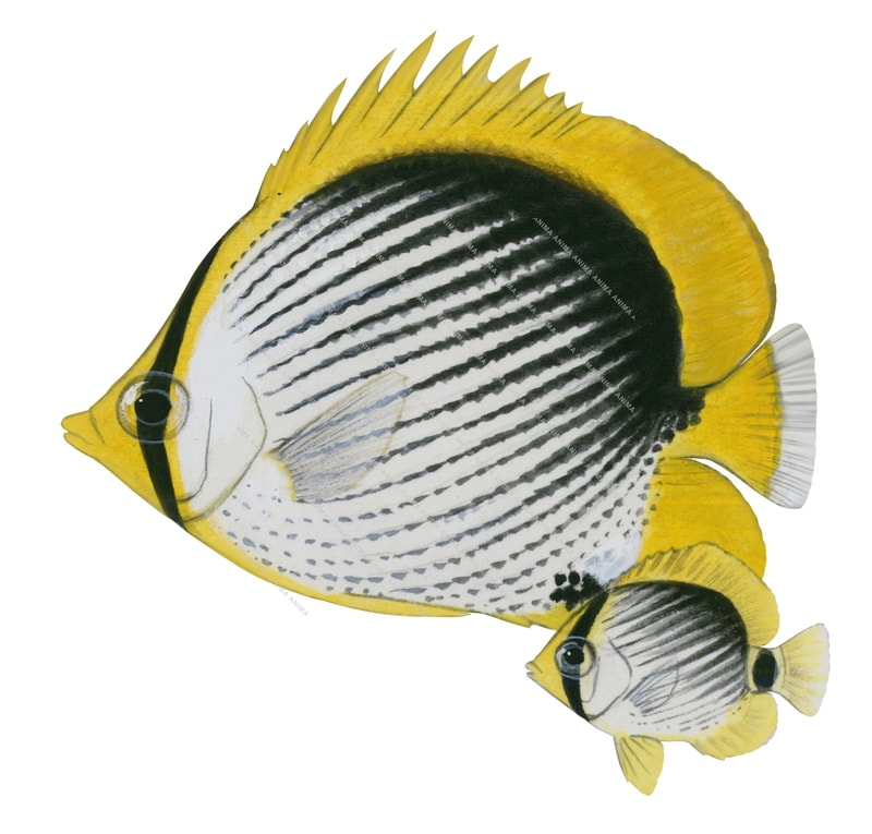 Blackback Butterflyfish Adult and Juvenile