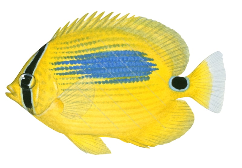 Bluespot Butterflyfish