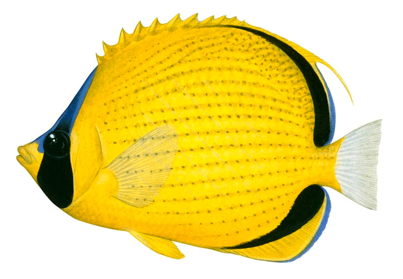 Dotted Butterflyfish