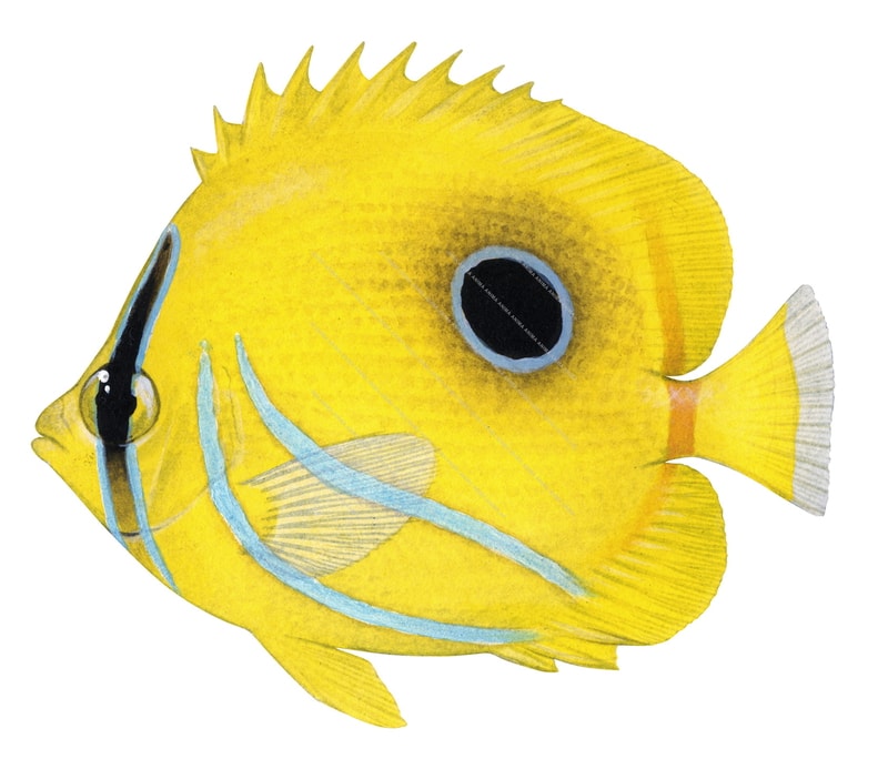 Eclipse Butterflyfish