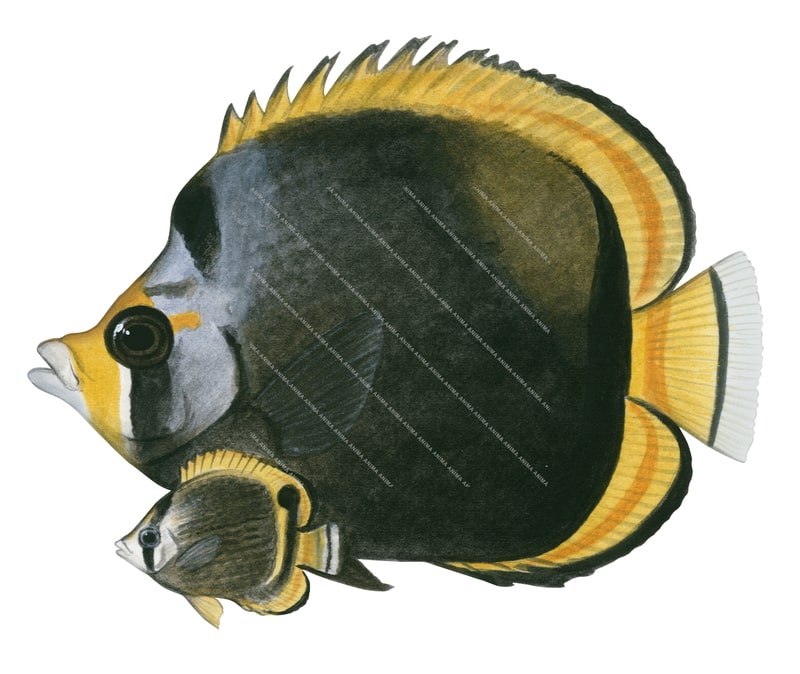 Dusky Butterflyfish Adult and Juvenile