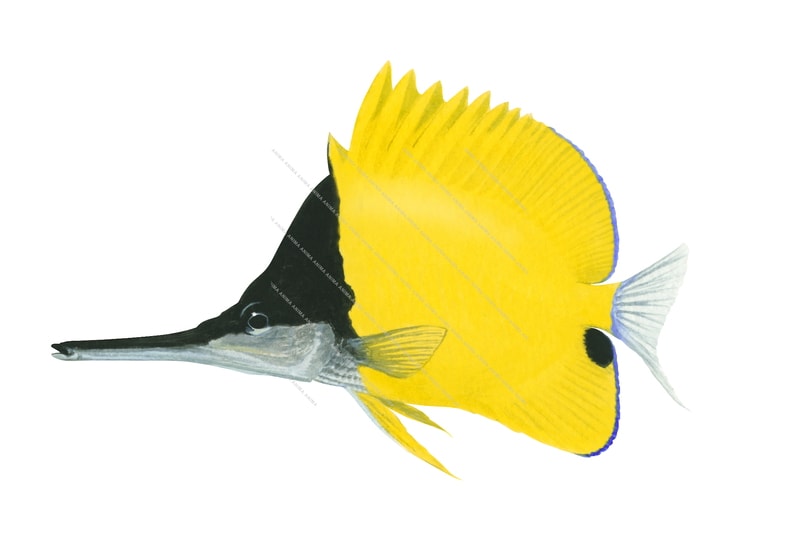 Longnose Butterflyfish