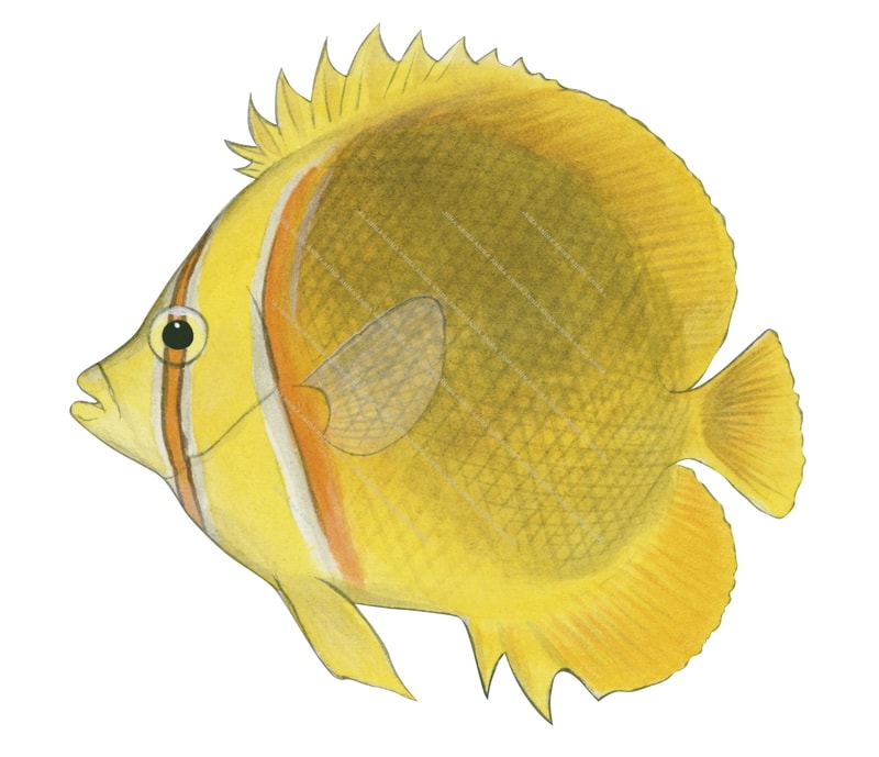 Goldstripe Butterflyfish