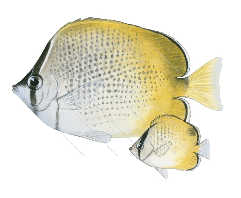 Gunther's Butterflyfish Adult and Juvenile