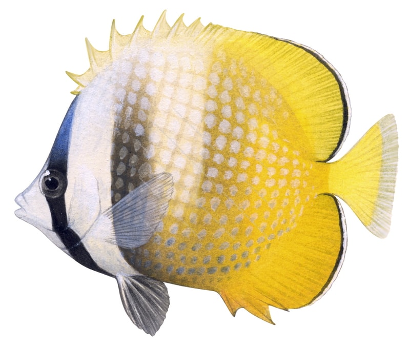 Klein's Butterflyfish
