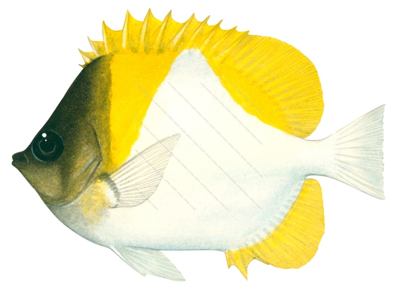 Pyramid Butterflyfish