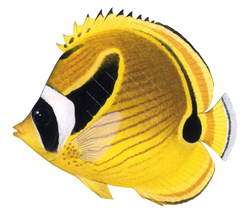 Racoon Butterflyfish