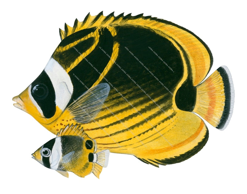 Racoon Butterflyfish, Adult and Juvenile