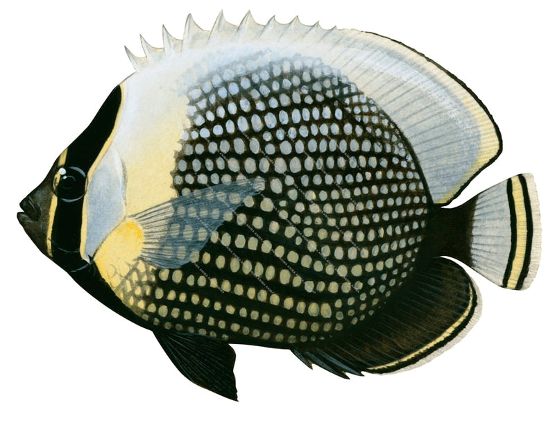 Reticulate Butterflyfish