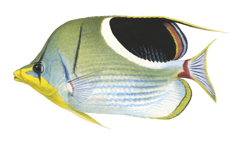 realistic detailed naturalist illustration of the Saddle Butterflyfish, Chaetodon ephippium