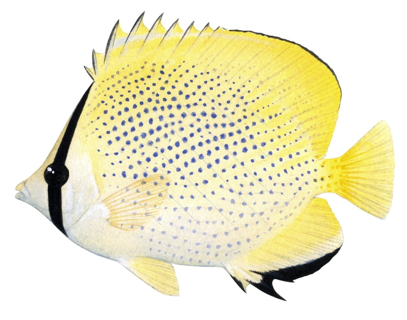 Speckled Butterflyfish