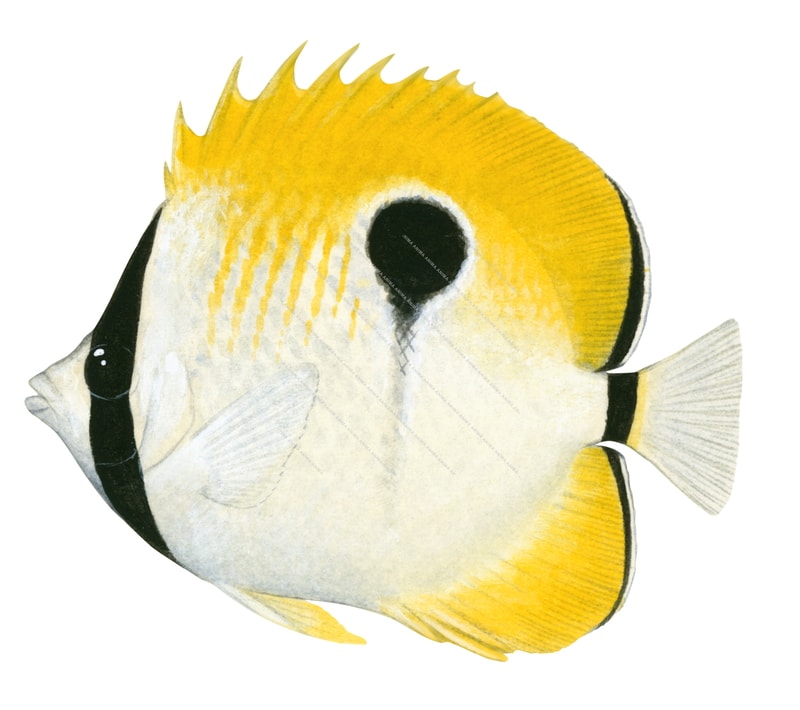 Teardrop Butterflyfish