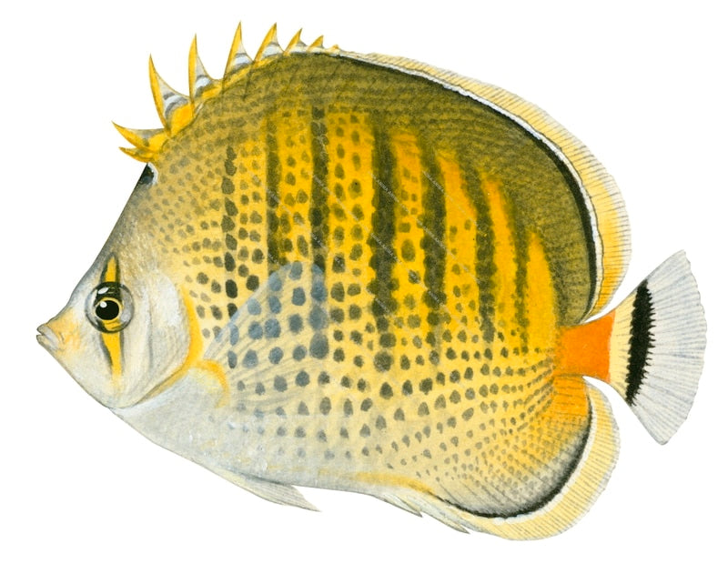 Spotbanded Butterflyfish