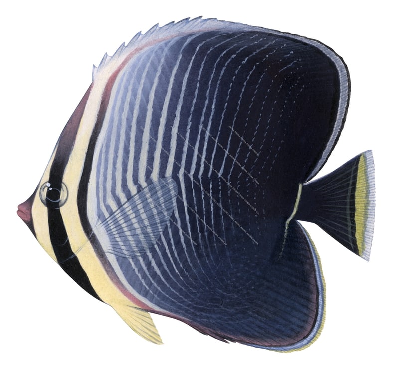 Triangular Butterflyfish